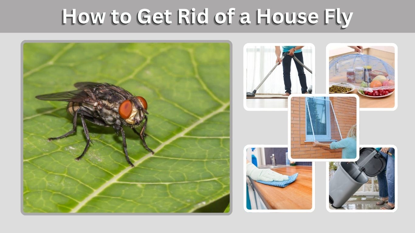 How to Get Rid of a House Fly Infestation Fast