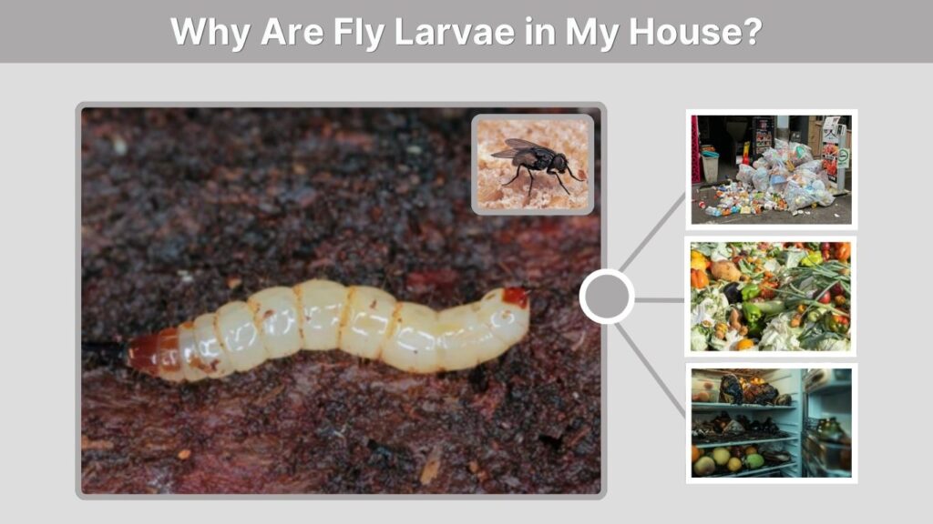 Why Are Fly Larvae in My House?