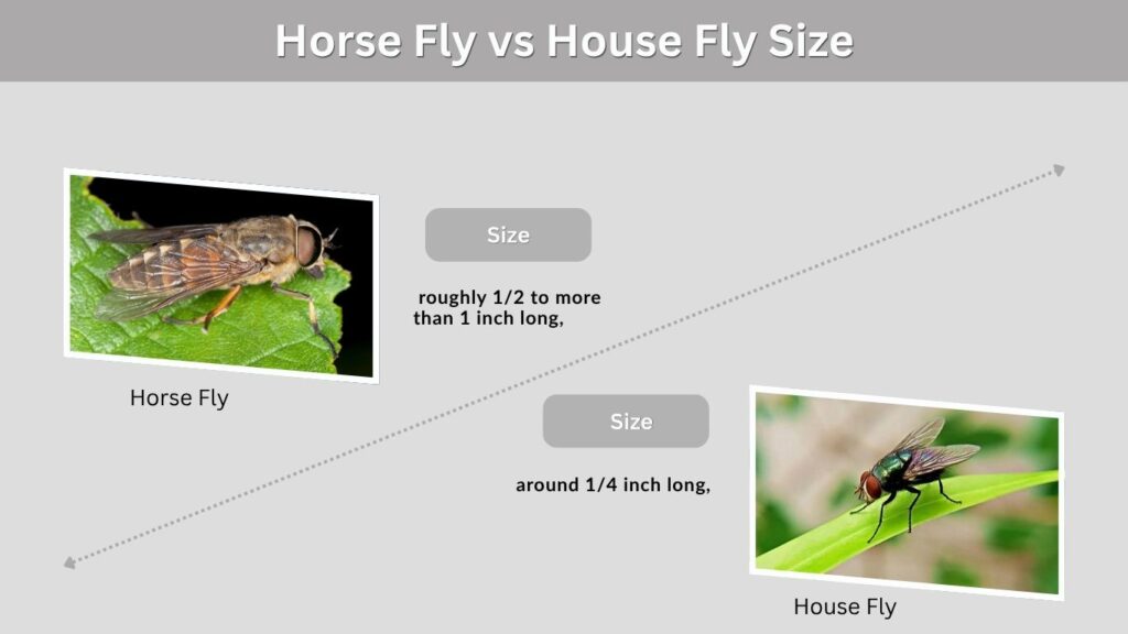 Horse Fly vs House Fly Size