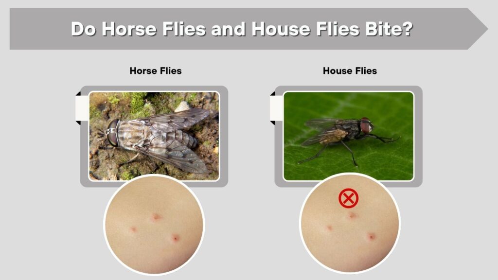 Horse Flies