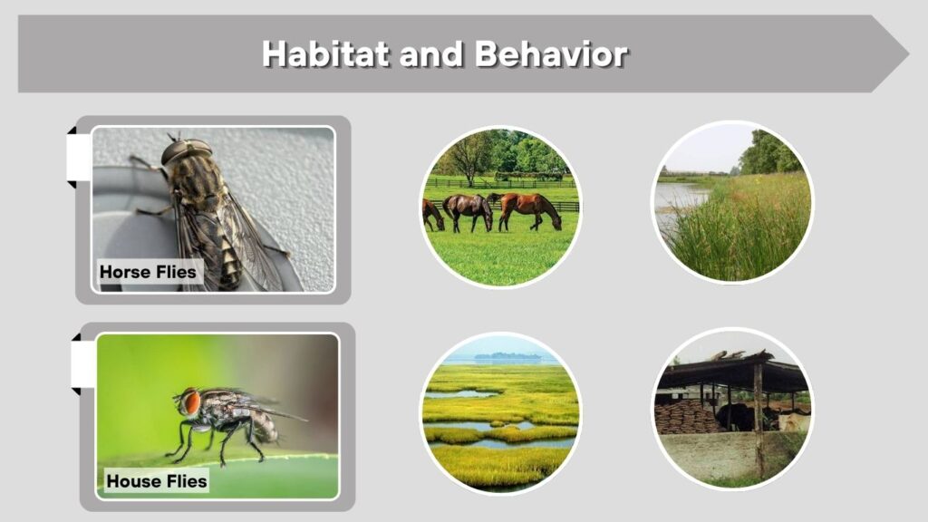 Habitat and Behavior