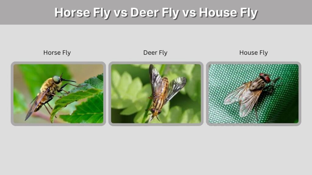 Horse Fly vs Deer Fly vs House Fly