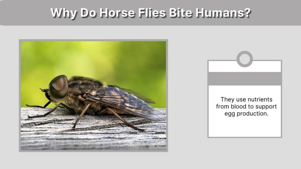 Why Do Horse Flies Bite Humans?