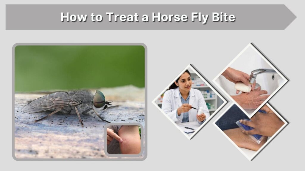 How to Treat a Horse Fly Bite