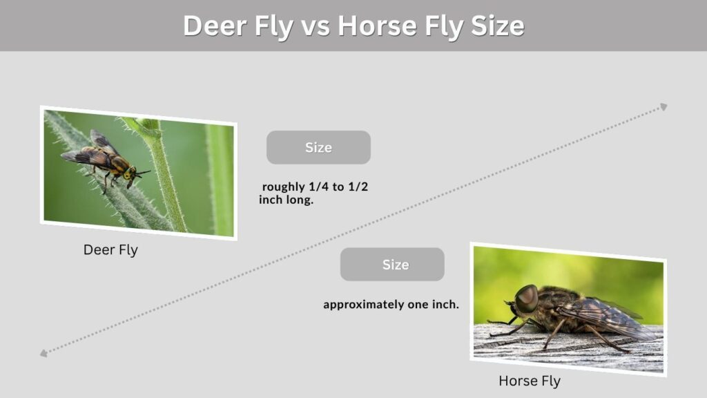 Deer Fly vs Horse Fly Size