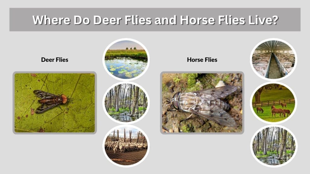 Where Do Deer Flies and Horse Flies Live?