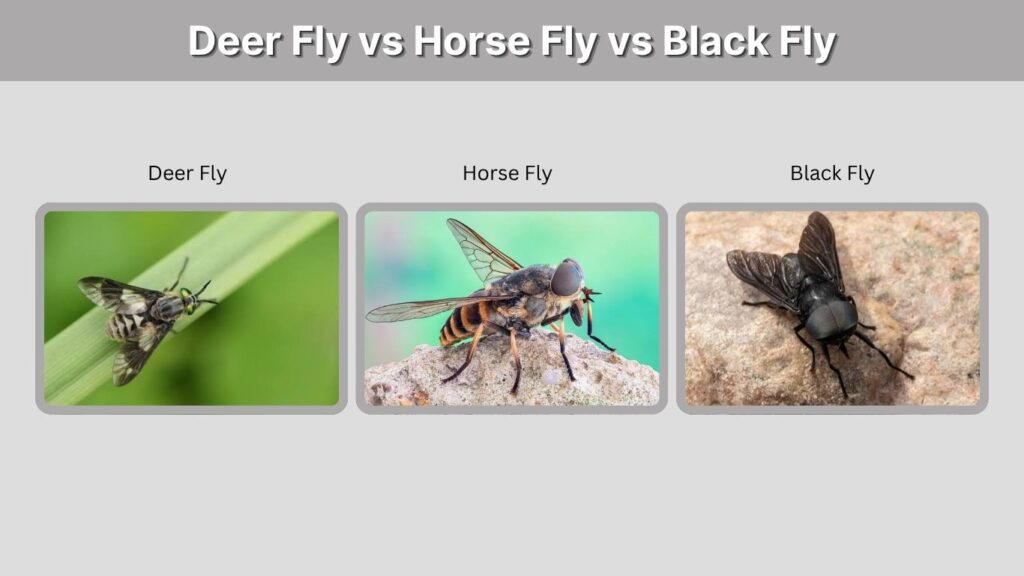 Deer Fly vs Horse Fly vs Black Fly