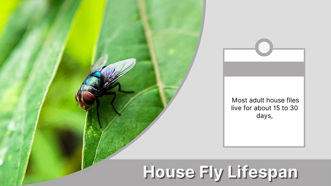 House Fly Lifespan: How Long Do House Flies Live?