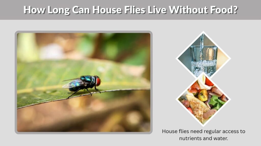 How Long Can House Flies Live Without Food?