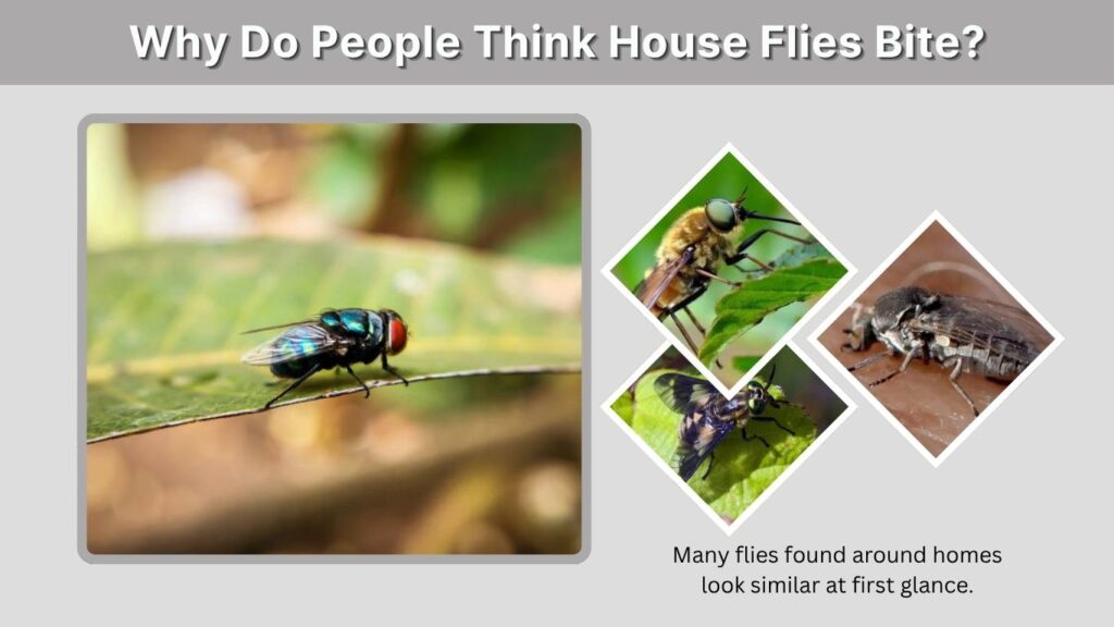 Why Do People Think House Flies Bite?