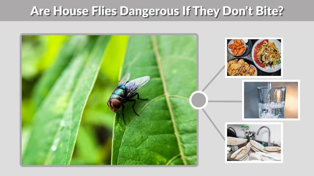 Are House Flies Dangerous If They Don't Bite?