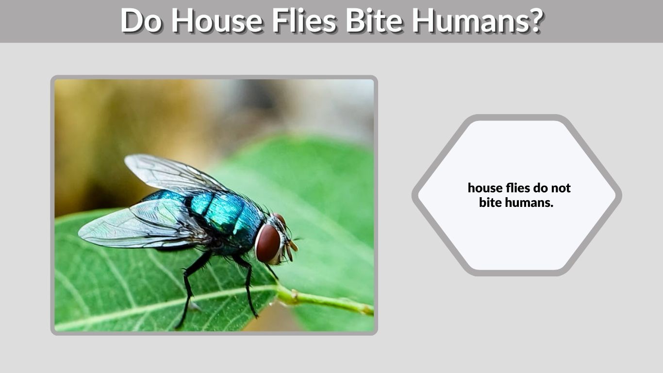 Do House Flies Bite Humans? Facts, Risks and Lookalikes