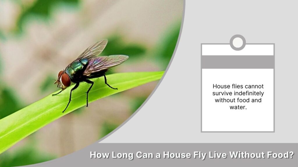 How Long Can a House Fly Live Without Food?