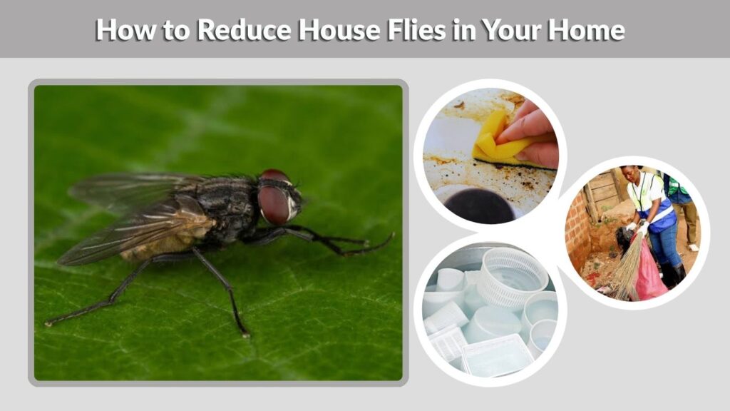 How to Reduce House Flies in Your Home