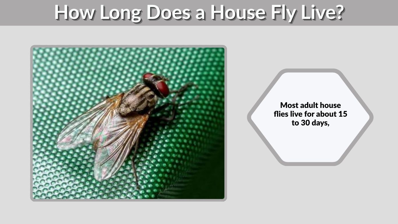 How Long Does a House Fly Live? Life Cycle & Lifespan