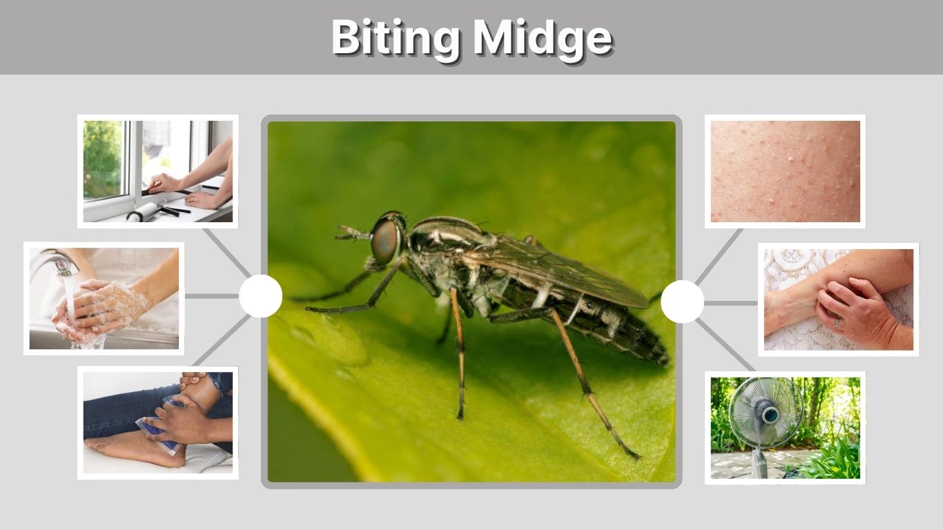 Biting Midge: Identification, Bites, Life Cycle & Control