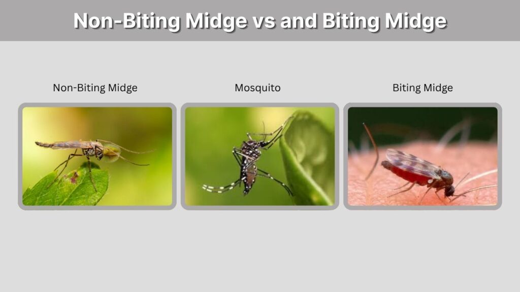 Non-Biting Midge vs Mosquito and Biting Midge