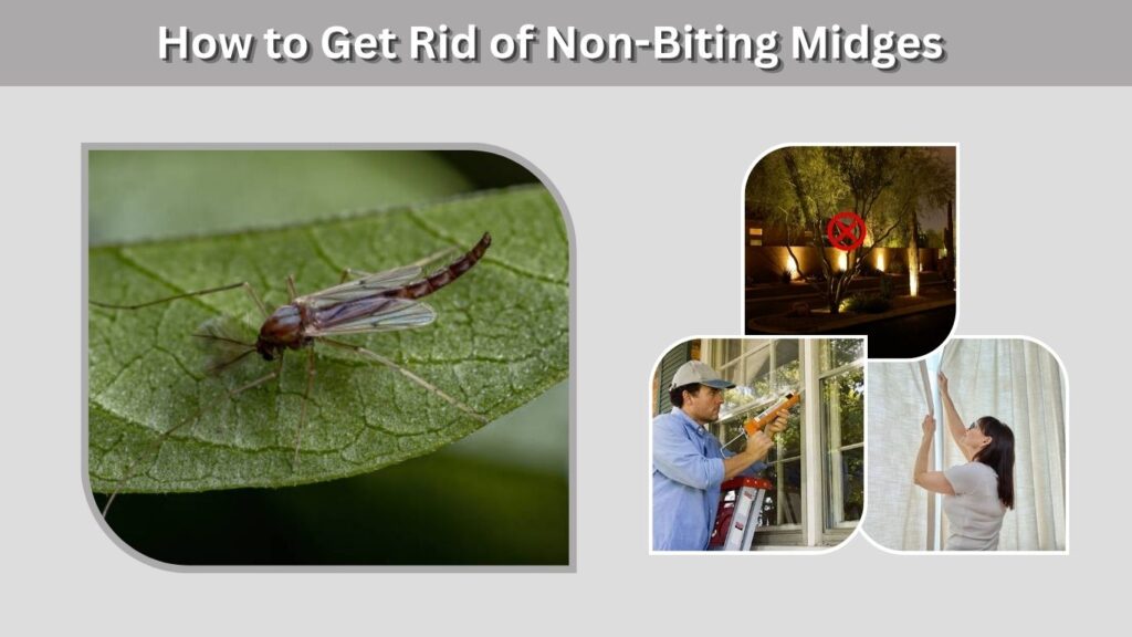 How to Get Rid of Non-Biting Midges