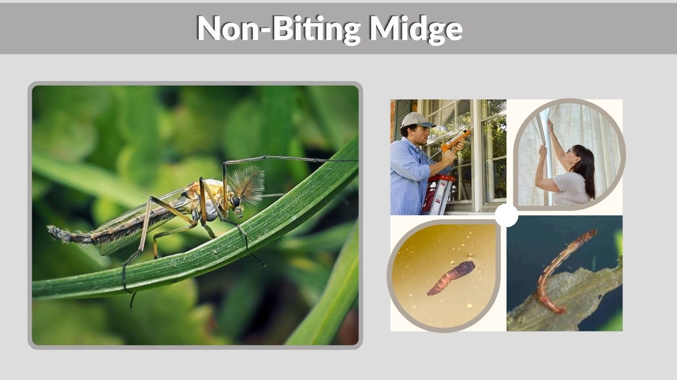 Non-Biting Midge: Identification, Life Cycle & Control