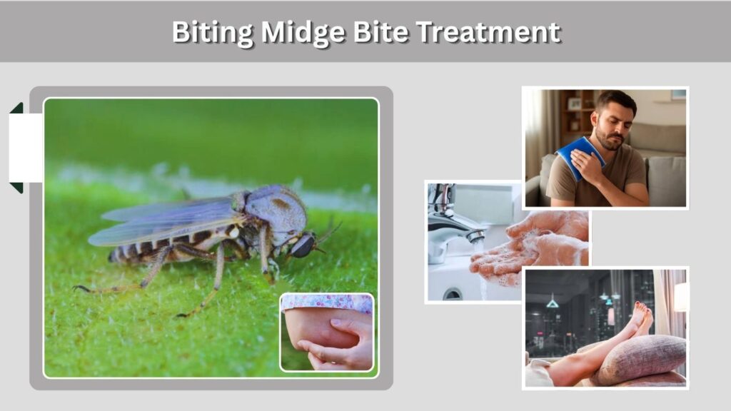Biting Midge Bite Treatment