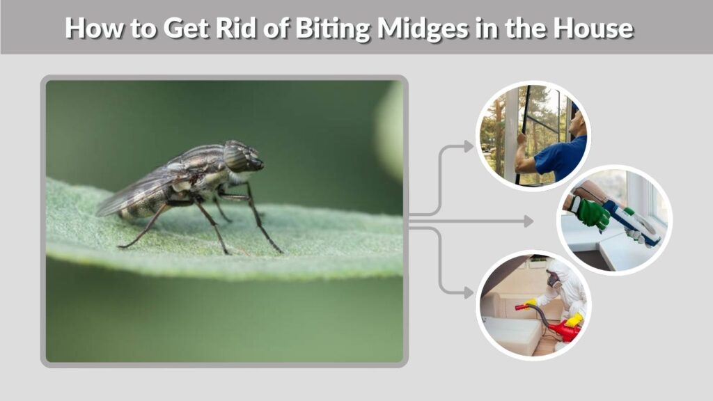 How to Get Rid of Biting Midges in the House