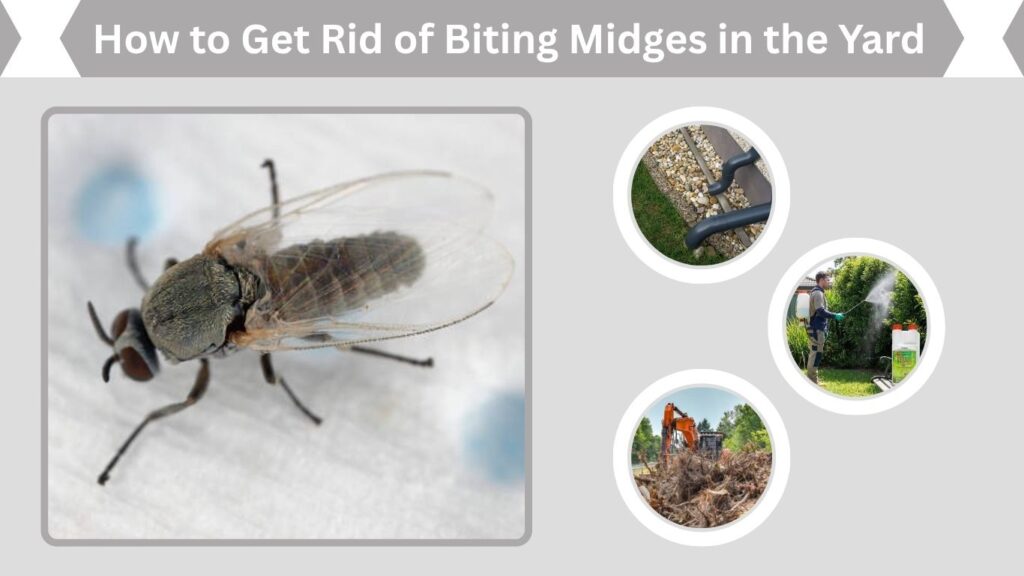 How to Get Rid of Biting Midges in the Yard