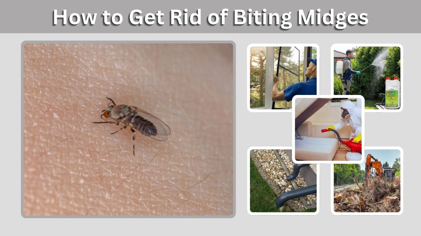 How to Get Rid of Biting Midges in Your House and Yard