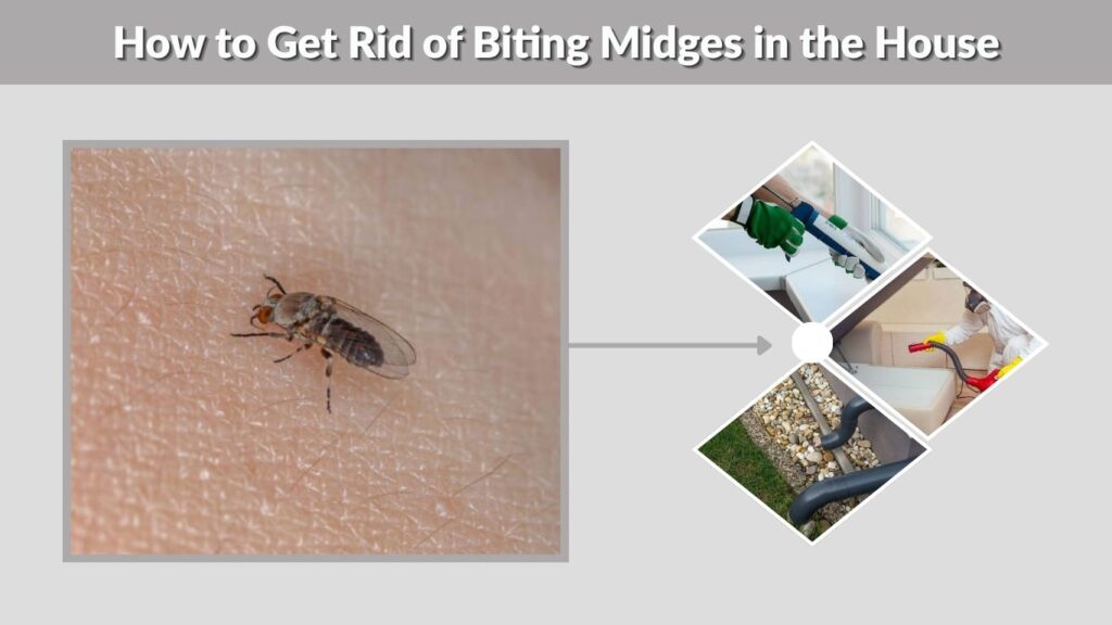 How to Get Rid of Biting Midges in the House