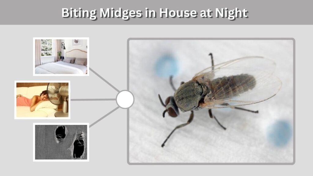 Biting Midges in House at Night