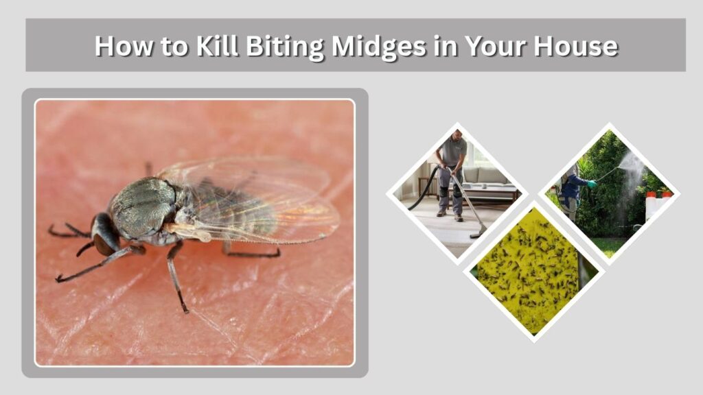How to Kill Biting Midges in Your House