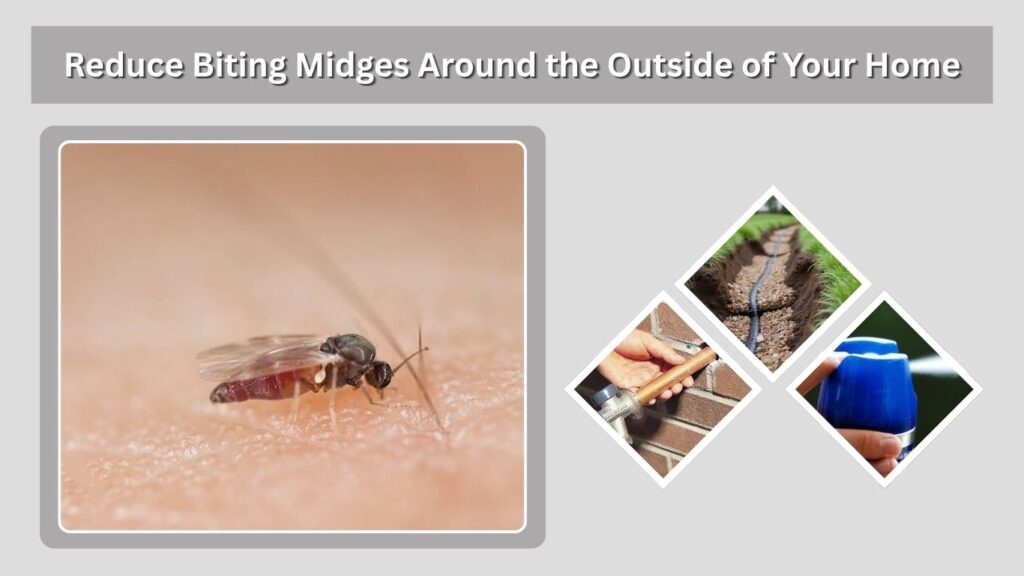 Reduce Biting Midges Around the Outside of Your Home