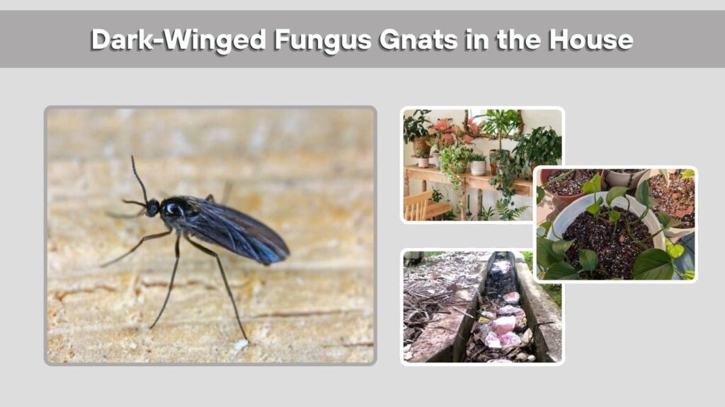 Dark-Winged Fungus Gnats in the House