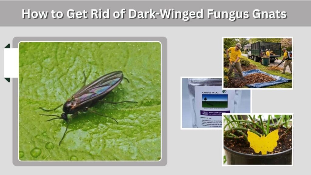 How to Get Rid of Dark-Winged Fungus Gnats