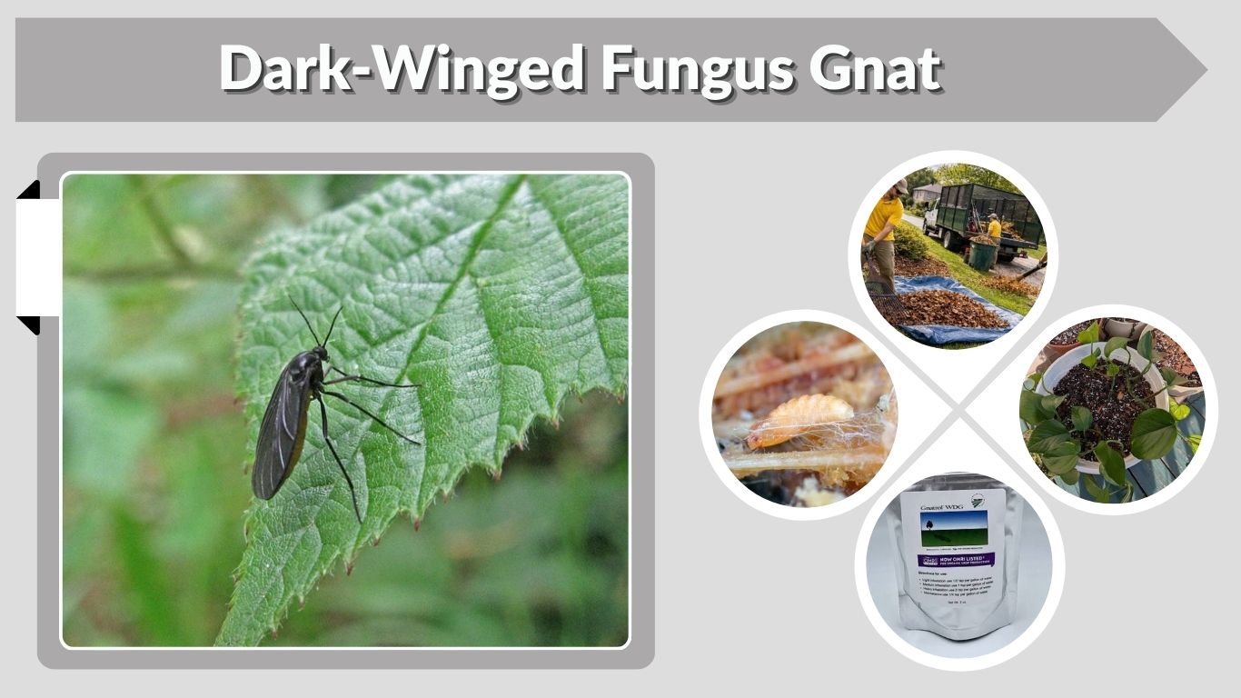 Dark-Winged Fungus Gnat: Larvae, Life Cycle & Control
