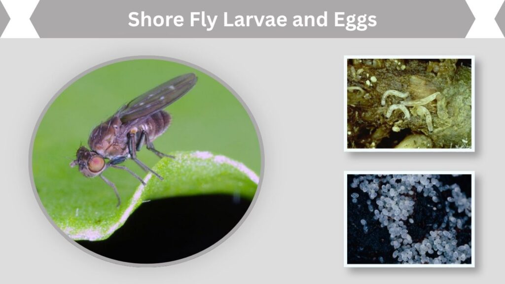 Shore Fly Larvae and Eggs