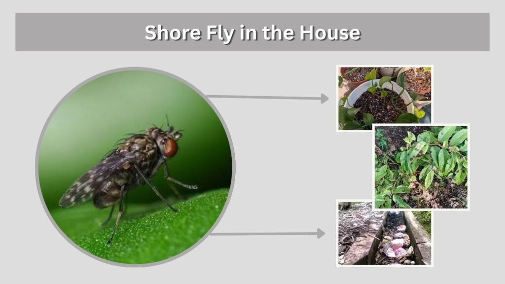Shore Fly in the House