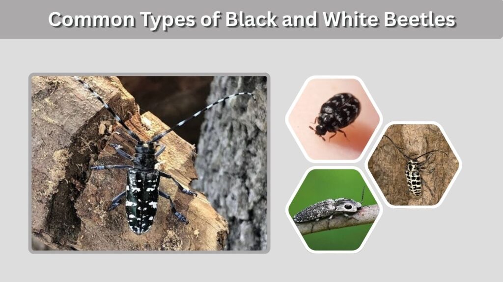 Common Types of Black and White Beetles