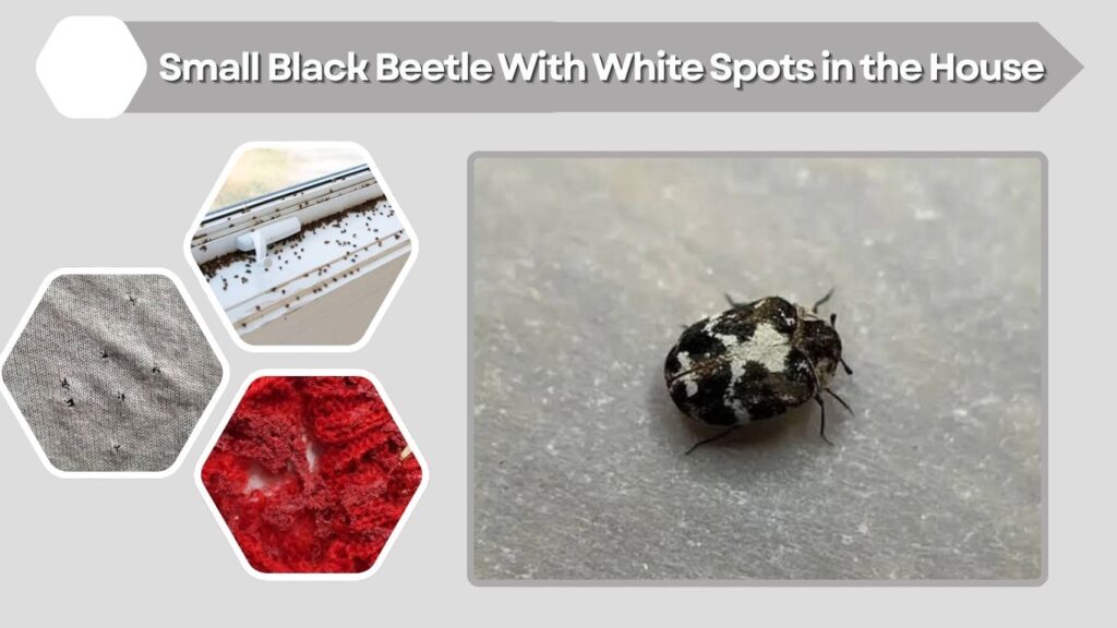 Small Black Beetle With White Spots in the House