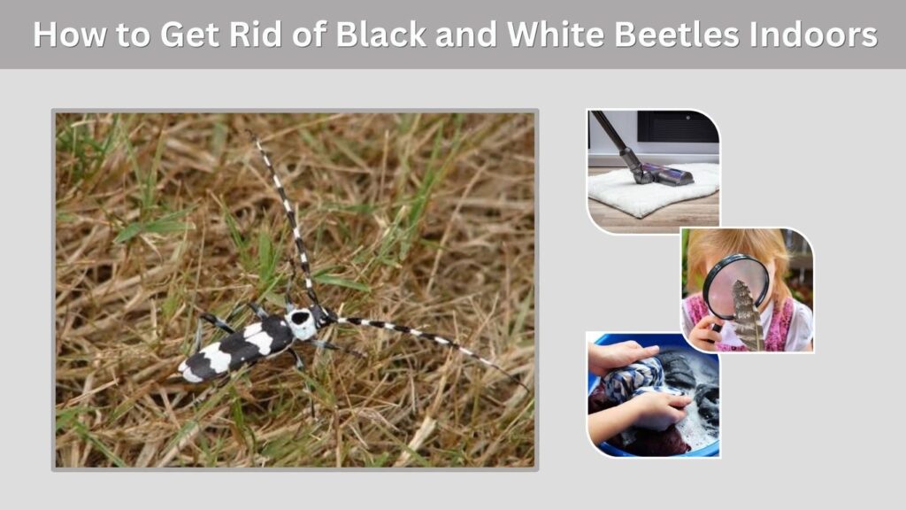How to Get Rid of Black and White Beetles Indoors
