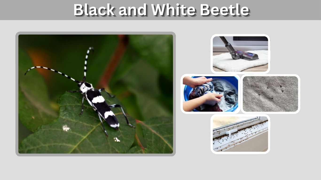 Black and White Beetle: Identification, Types and Facts