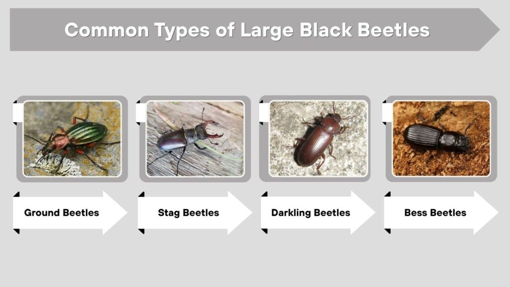 Common Types of Large Black Beetles