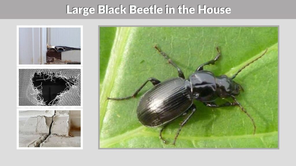 Large Black Beetle in the House