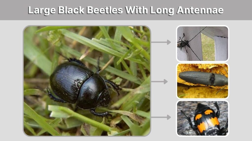 Large Black Beetles With Long Antennae
