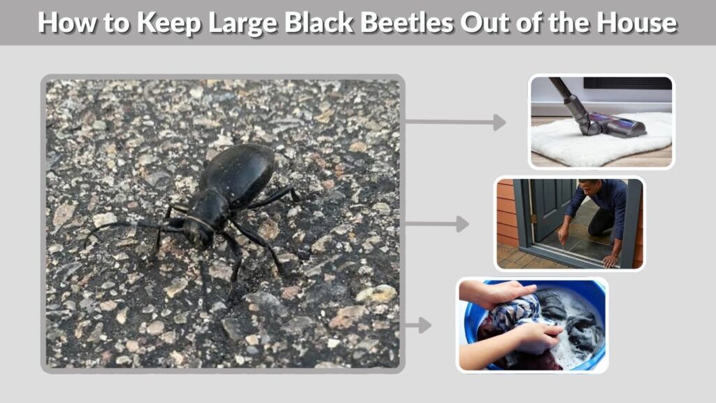 How to Keep Large Black Beetles Out of the House