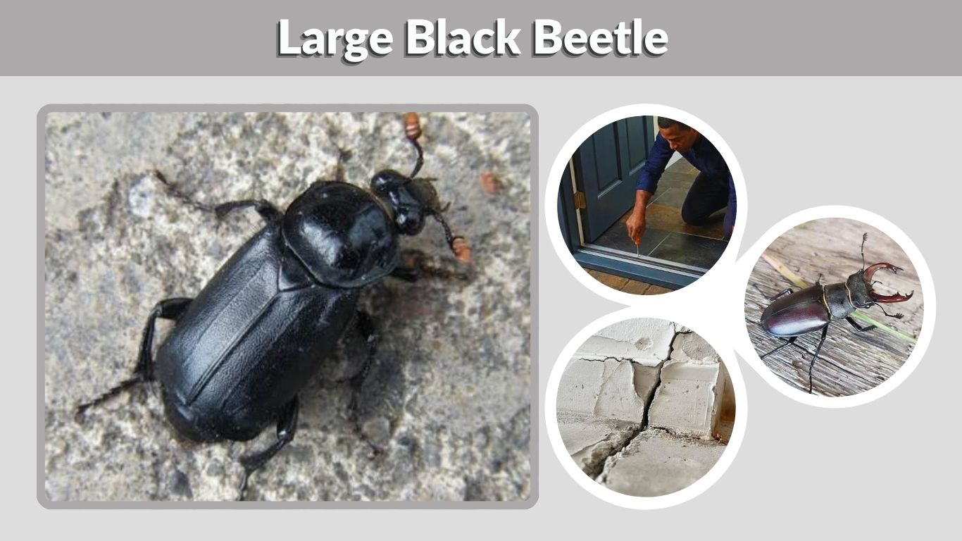 Large Black Beetle: Identification, Types and Facts