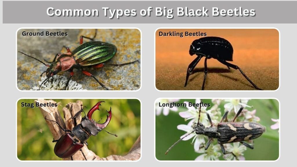 Common Types of Big Black Beetles