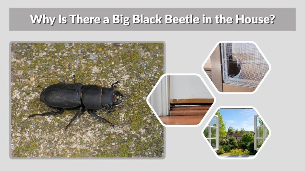 Why Is There a Big Black Beetle in the House?
