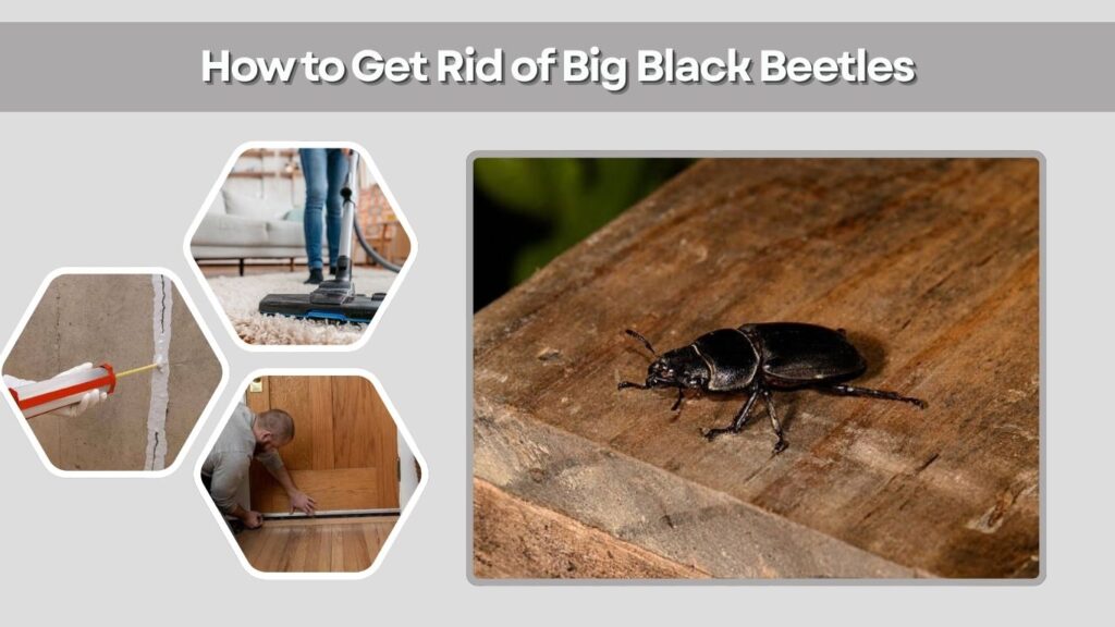 How to Get Rid of Big Black Beetles