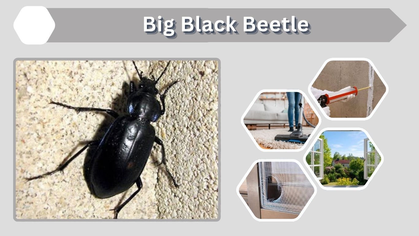Big Black Beetle: Identification, Types, and What to Do