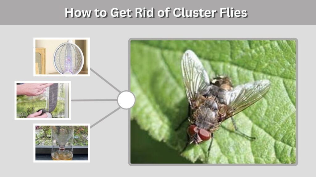 How to Get Rid of Cluster Flies